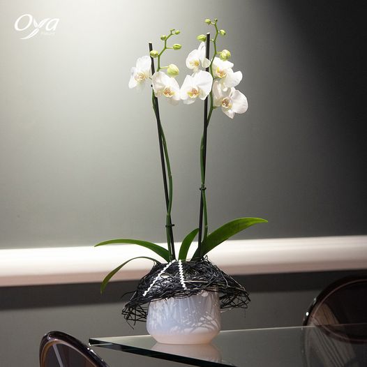 oya orchidée.jpg (28 KB)