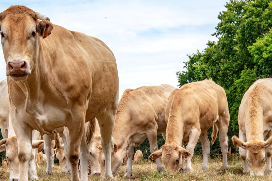 DNC dans les Hautes-Pyrénées : plus de 55% des bovins vaccinés, certains syndicats agricoles annoncent une "trêve de Noël"