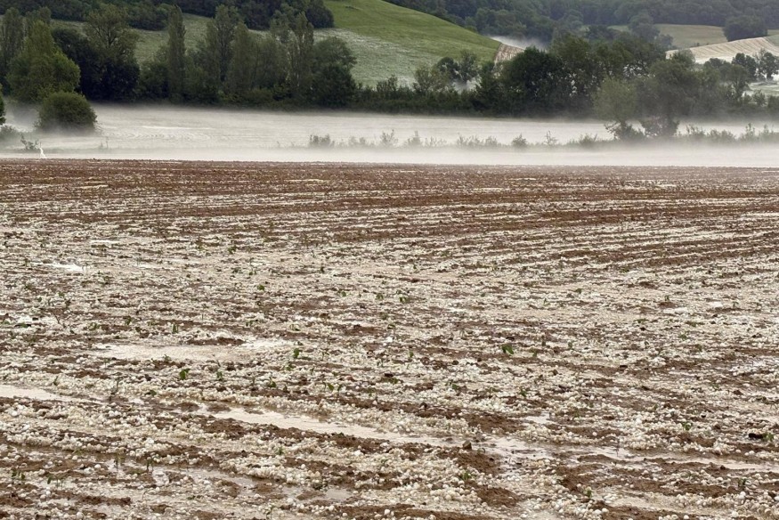 Violents orages du 10 mai : la Chambre d'Agriculture du Gers déplore plus de 20 000 hectares de cultures ravagées par la grêle