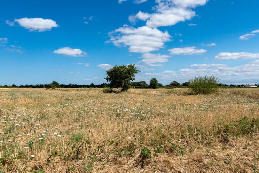 Gers : la réduction du couvert végétal des jachères autorisée jusqu'au 5 juillet