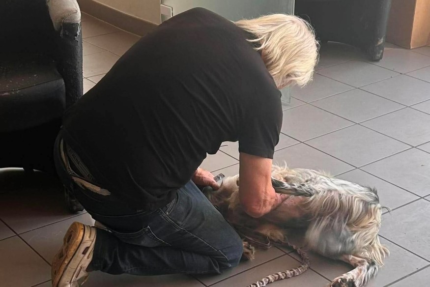 Volée il y a près de deux ans en Gironde, une chienne retrouvée errante à Fleurance retrouve enfin son maître