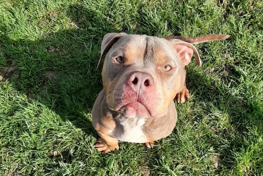 Marley, l'animal de la semaine