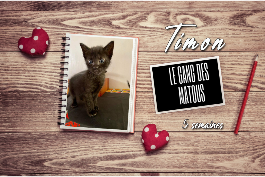 timon copie.jpg (524 KB)